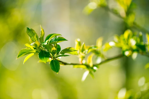 Junges Laub — Stockfoto