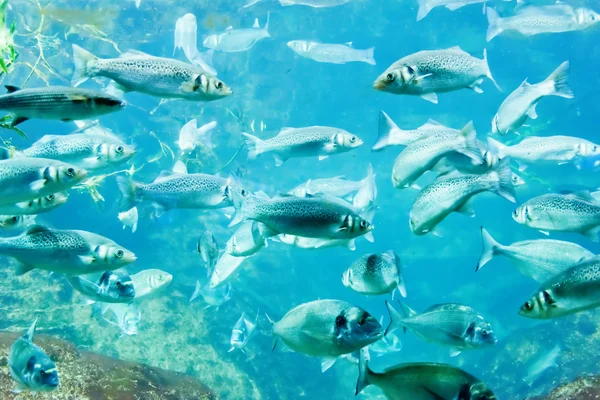 Underwater image of a flock of fishes — Stock Photo, Image