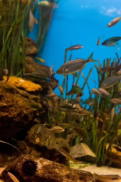 Peixes tropicais no ambiente natural — Fotografia de Stock