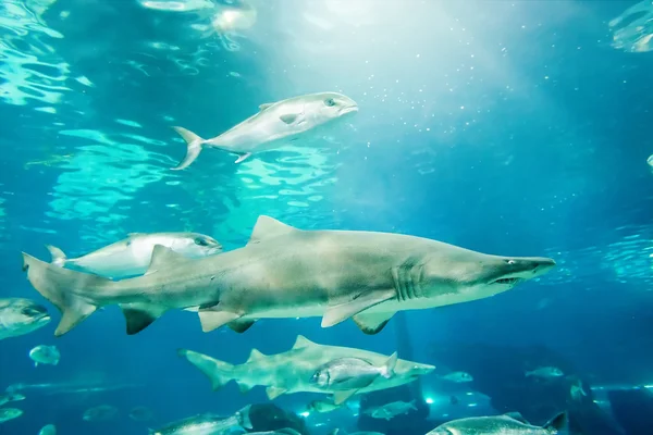 Písek Žralok tygří (Carcharias taurus) pod vodou zblízka portrétní — Stock fotografie