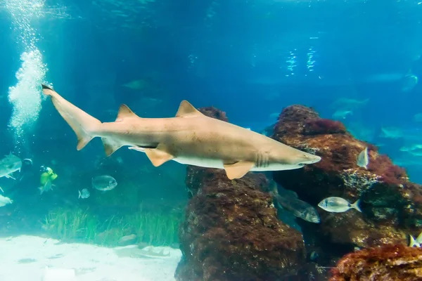 Tiger shark (Carcharias taurus) zand onderwater close-up portret — Stockfoto