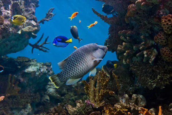Tropische vissen in natuurlijke omgeving Stockfoto