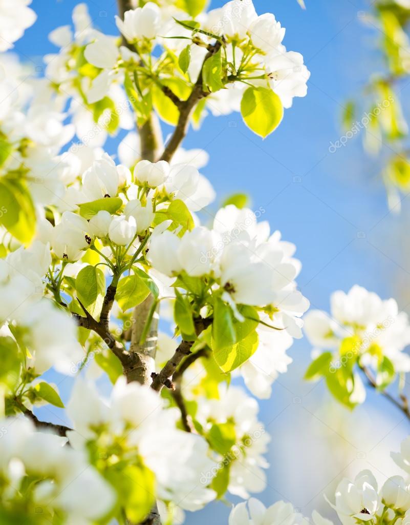 sbocciante brunch albero con fiori bianchi o — Foto Stock ...