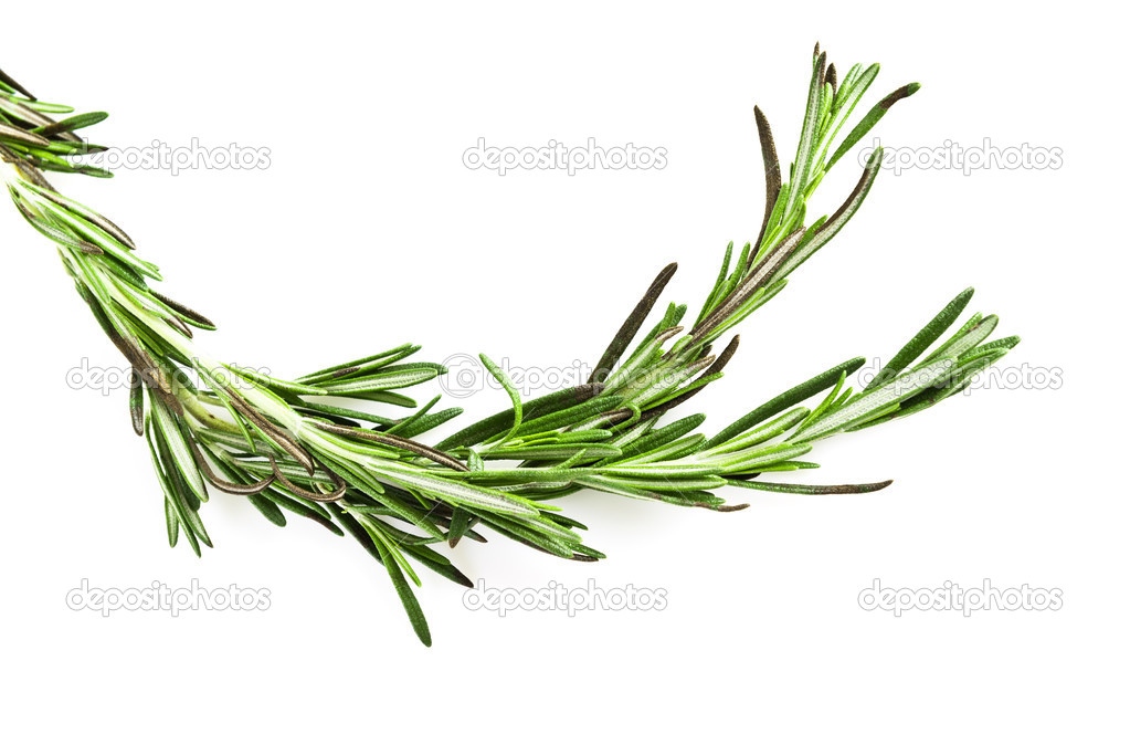 Twig of rosemary on a white background