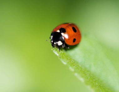 Yapraktaki uğur böceği.