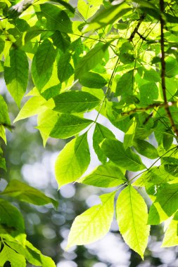 yeşil yapraklar, sığ odak