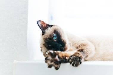 kedi germe mavi gözlü