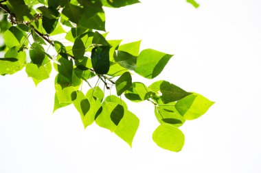 yeşil yapraklar, sığ odak