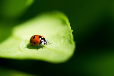 Yapraktaki uğur böceği.