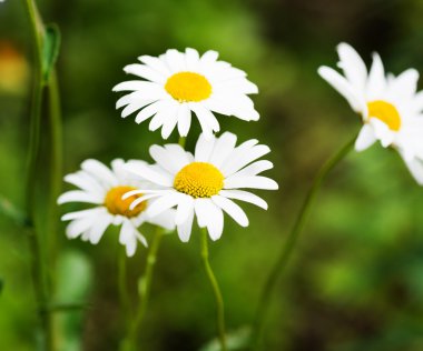 Çayırda papatya çayı.