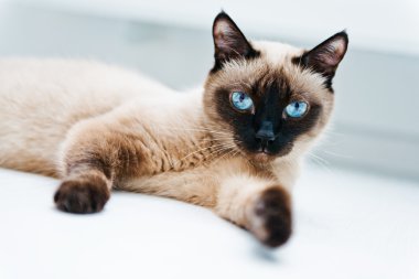 Mavi gözlü kedi.
