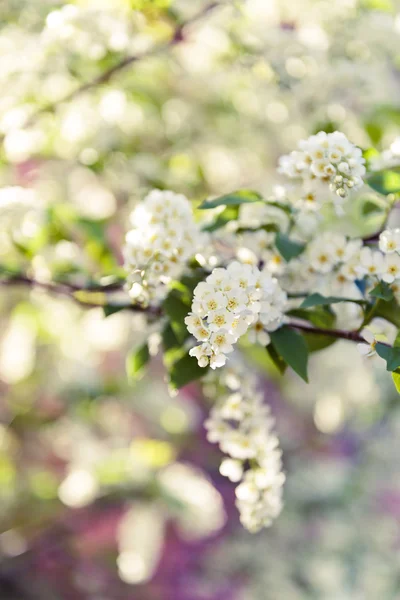 Bird cherry tree in blossom — Stock Photo, Image