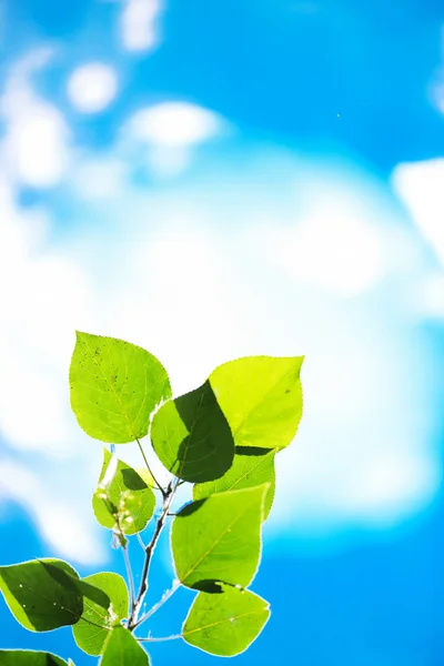 Frunze verzi, focalizare superficială — Fotografie, imagine de stoc