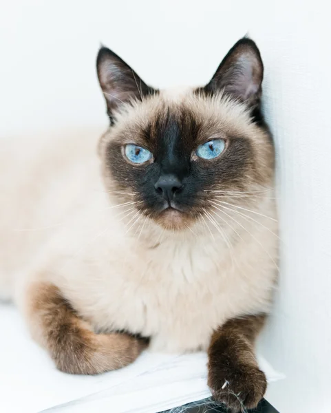 青い目の猫 — ストック写真
