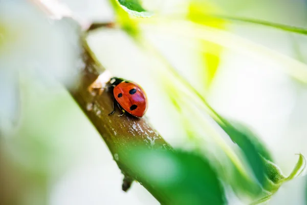 Joaninha em uma planta . — Fotografia de Stock