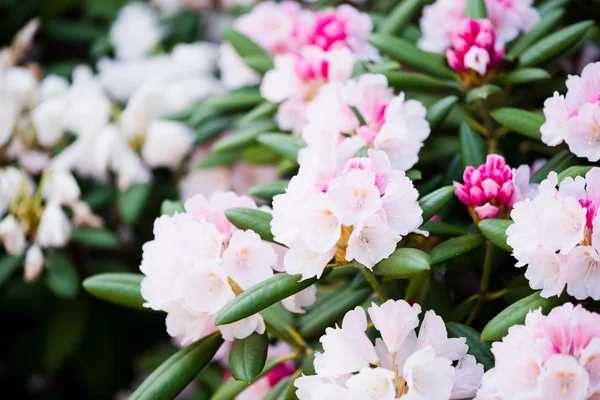 Güzel hafif pembe çiçekler — Stok fotoğraf
