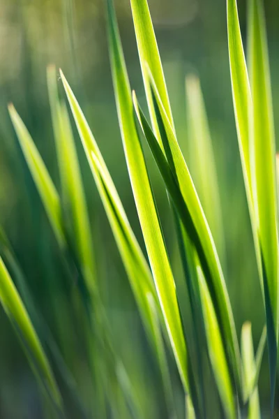 Świeża trawa grube — Zdjęcie stockowe