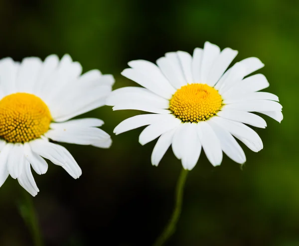 Wilde Kamille auf einer Wiese. — Stockfoto