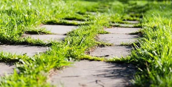 Footpath on th green grass in the park — Stock Photo, Image