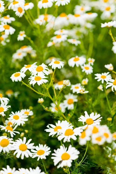 Wild chamomile on a meadow. — Stock Photo, Image
