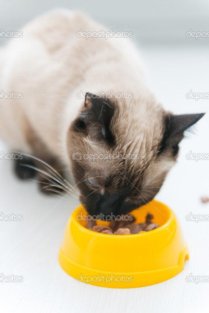 Cat eating pet food Stock Photo by ©valphoto 28842767