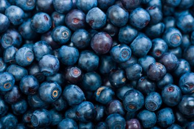 arka plan olarak yaban mersini