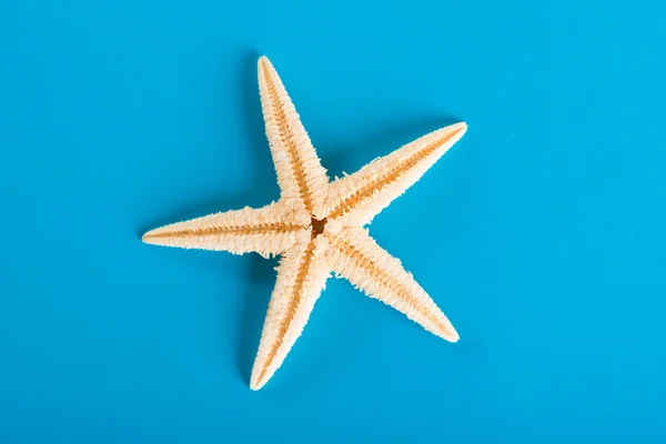 Estrellas de mar —  Fotos de Stock