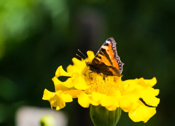 Papillon sur une fleur jaune — Photo