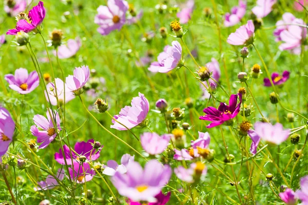 Cosmos flower in field — Stock Photo, Image