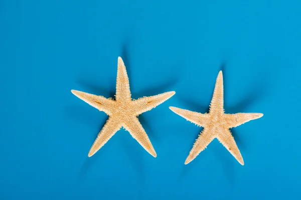 Duas estrelas-do-mar no fundo azul — Fotografia de Stock