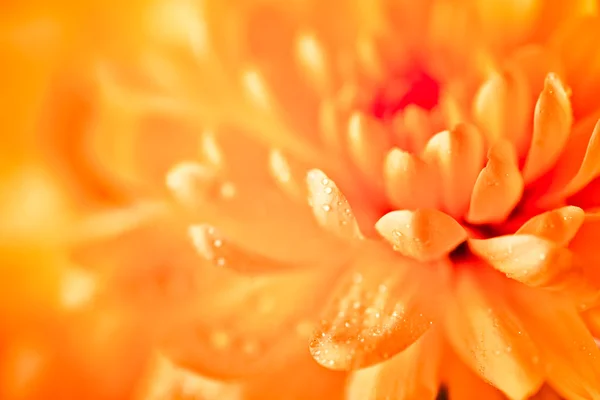 Närbild av gul blomma aster, daisy — Stockfoto