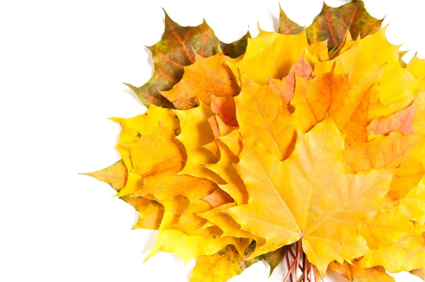 收集美丽多彩的秋天树叶 — 图库照片