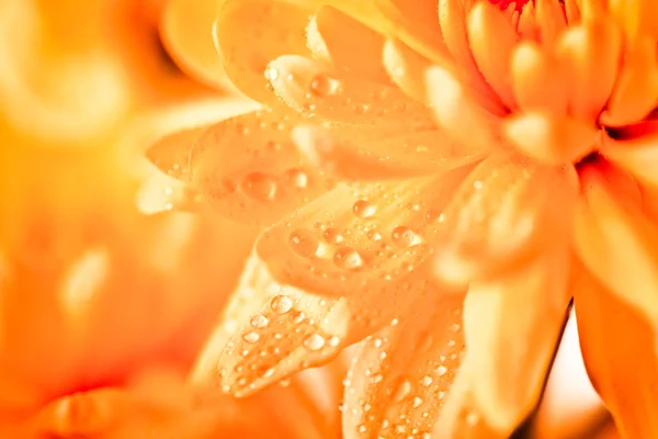 Nahaufnahme von gelben Blume Aster, Gänseblümchen — Stockfoto