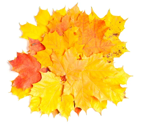 Collection beautiful colorful autumn leaves — Stock Photo, Image