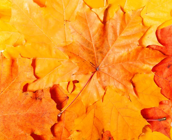 Pozadí skupina podzimní oranžové listy. Outdoor. — Stock fotografie