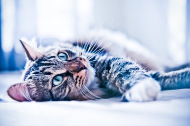 yatakta yatarken kedi