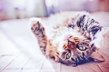 yatakta yatarken kedi