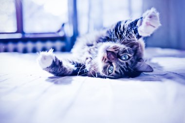 yatakta yatarken kedi