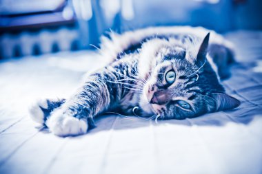 yatakta yatarken kedi