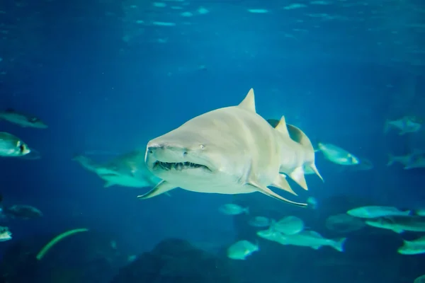 Žralok písečný pod vodou — Stock fotografie
