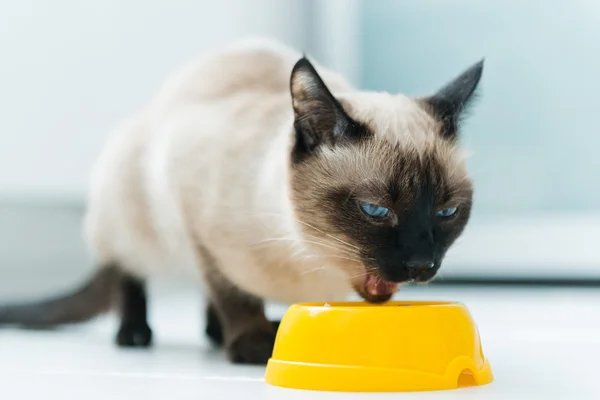 cat eating pet food