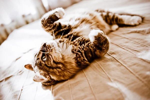 Gato deitado na cama — Fotografia de Stock