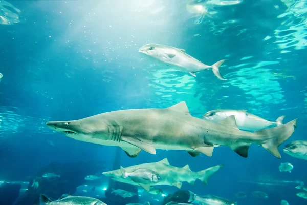Tiburón tigre de arena bajo el agua — Foto de Stock