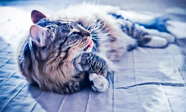 Cat lying on bed — Stock Photo, Image