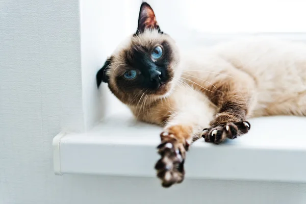 Kočka s modrýma očima, strečink — Stock fotografie