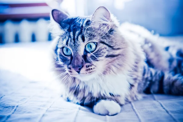 Katze liegt auf Bett — Stockfoto