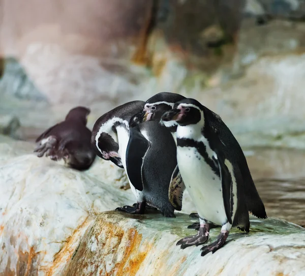 Pinguini — Foto Stock