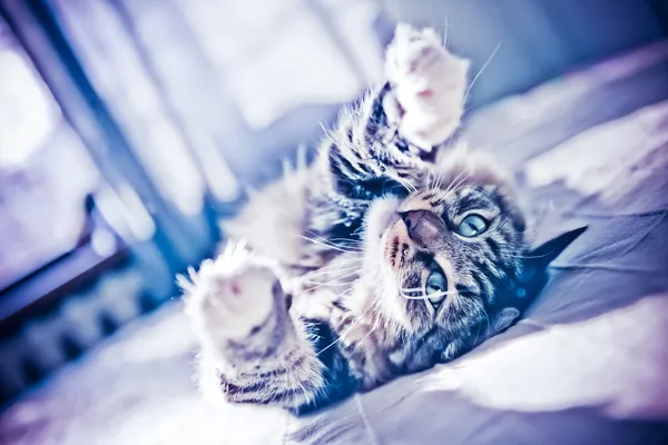 Gato deitado na cama — Fotografia de Stock