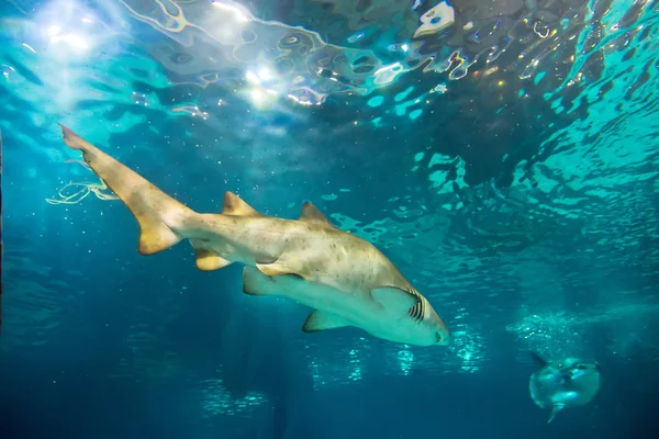 Sandtigerhajen under vattnet — Stockfoto