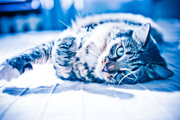 Katze liegt auf Bett — Stockfoto